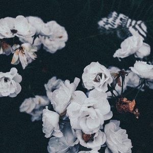 Meet your Posher, Alexa